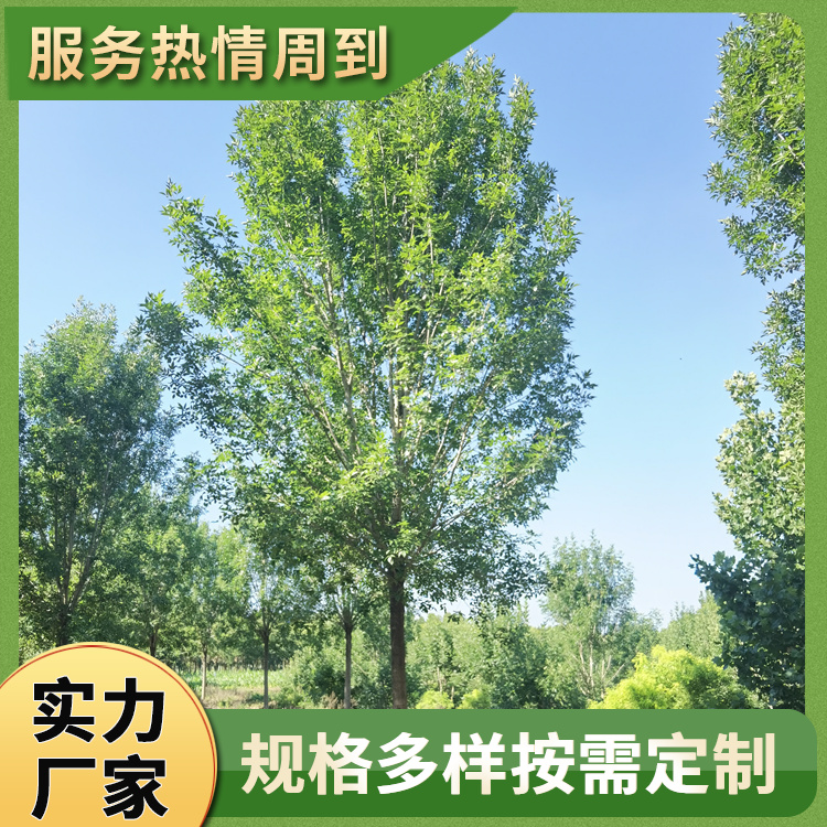 18cm胸径丛生金叶白蜡：校园与道路景观的黄金选择
