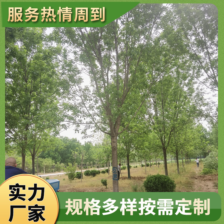 16公分道路白蜡树 校园种植金叶白蜡 外形美观