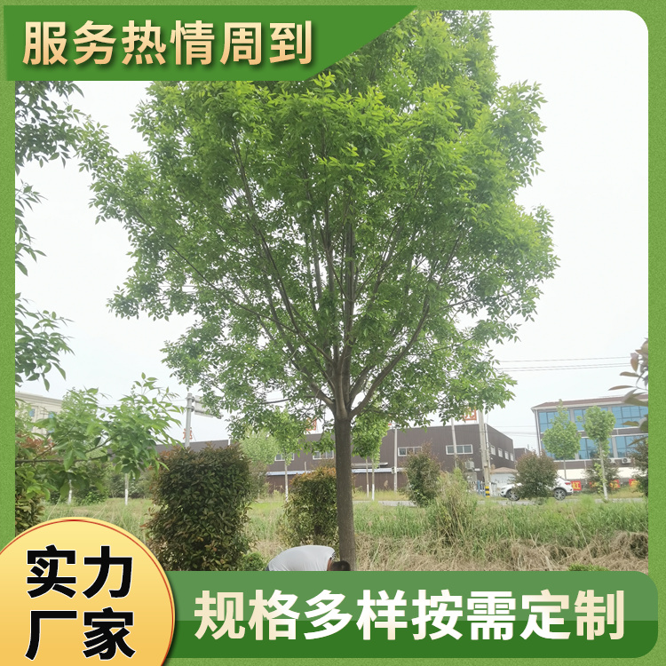 13-15-17-19-21-23公分造型白蜡 18公分白蜡树 行道庭荫观赏树