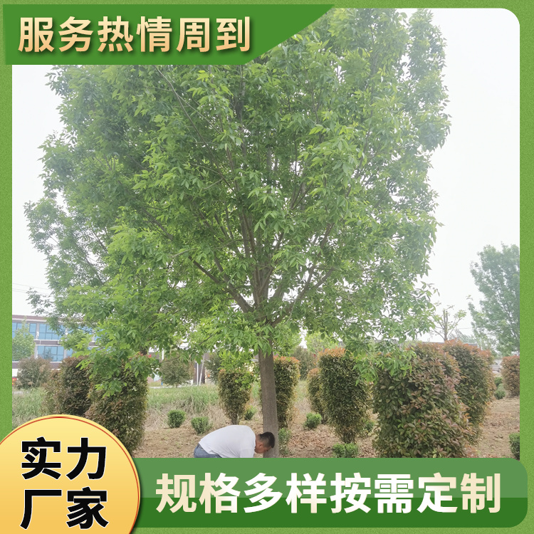 16公分道路白蜡树 校园种植金叶白蜡 外形美观