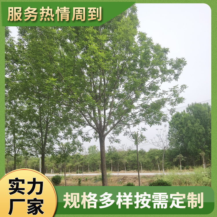 16公分道路白蜡树 校园种植金叶白蜡 外形美观