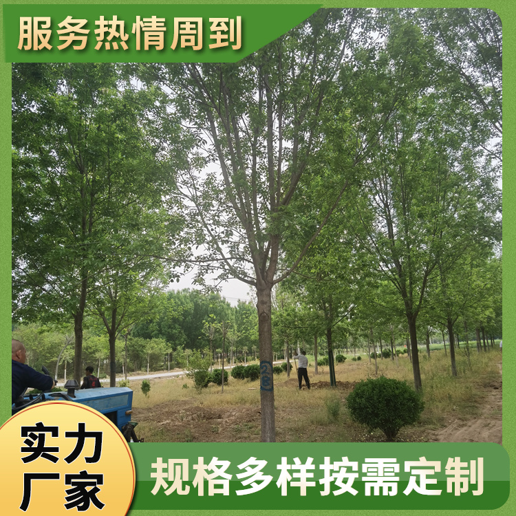 16公分道路白蜡树 校园种植金叶白蜡 外形美观