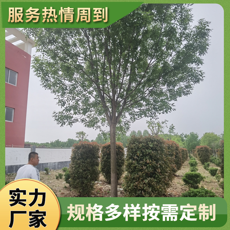 13-15-17-19-21-23公分造型白蜡 18公分白蜡树 行道庭荫观赏树