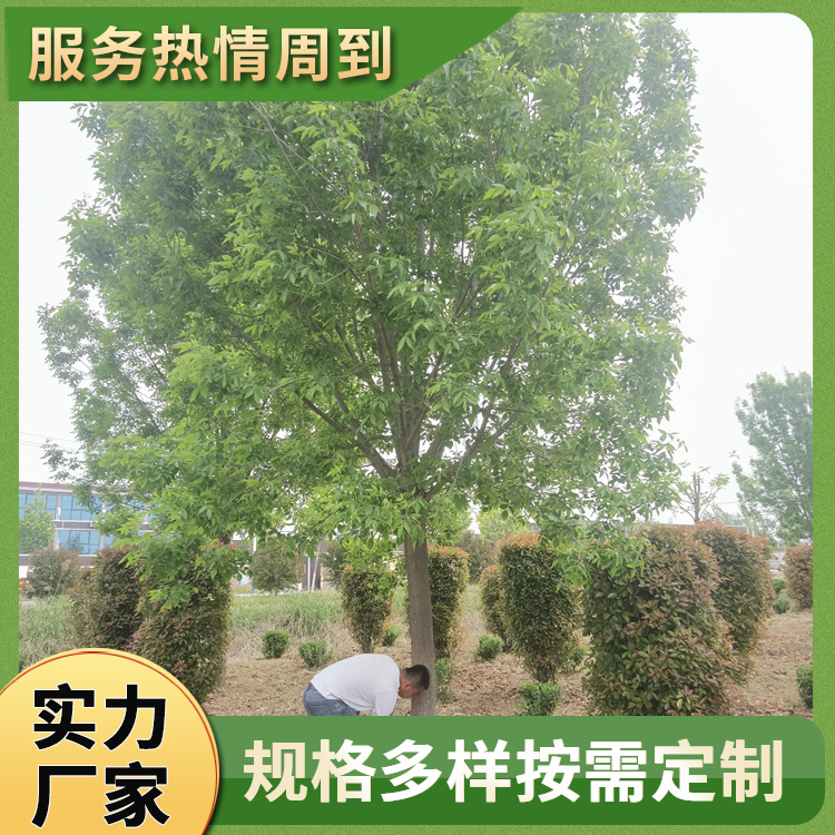 13-15-17-19-21-23公分造型白蜡 18公分白蜡树 行道庭荫观赏树