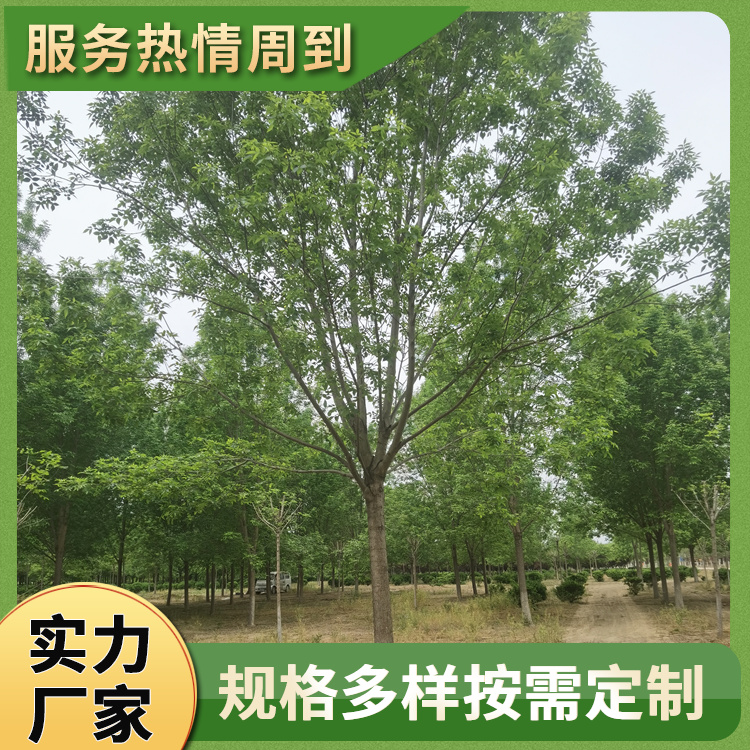 13-15-17-19-21-23公分造型白蜡 18公分白蜡树 行道庭荫观赏树