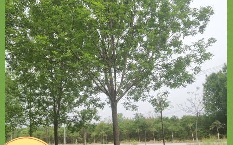 18公分造型白蜡树：行道庭荫观赏树规格参数与种植指南