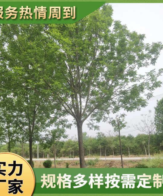 18公分造型白蜡树：行道庭荫观赏树规格参数与种植指南