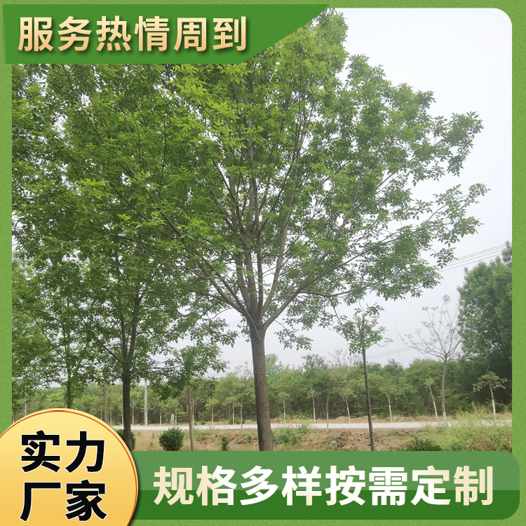 18公分造型白蜡树：行道庭荫观赏树规格参数与种植指南