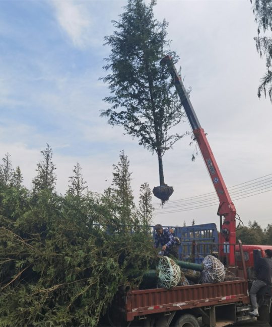 诚品苗圃 | 10年树龄水杉 2m株高 适合湿地绿化