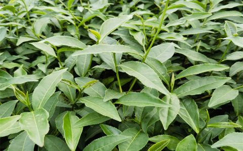 福鼎大白茶茶苗：一年生优质茶园种植专用苗