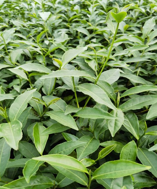福鼎大白茶茶苗：一年生优质茶园种植专用苗