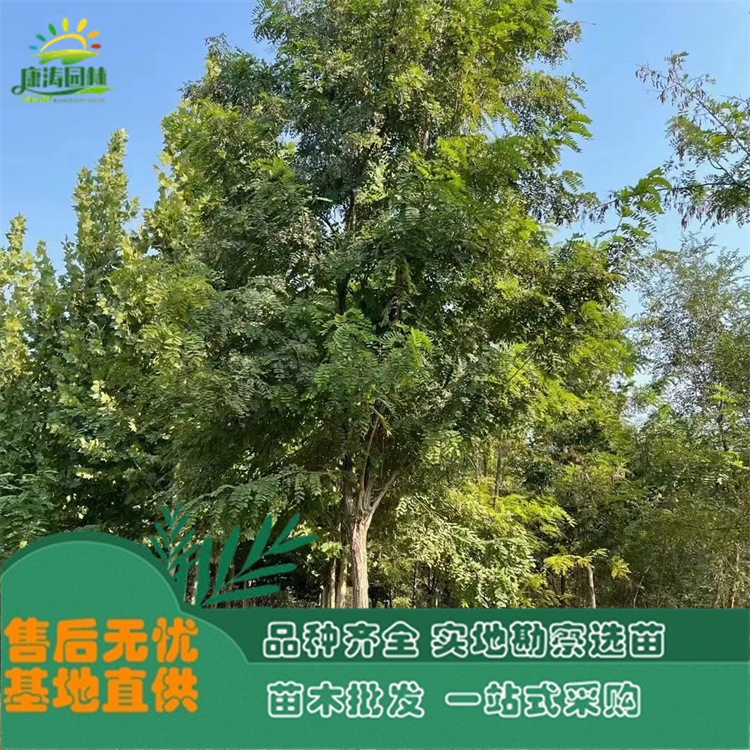 8-15公分刺槐 基地批发造林苗 平头发帽树苗 量大质优