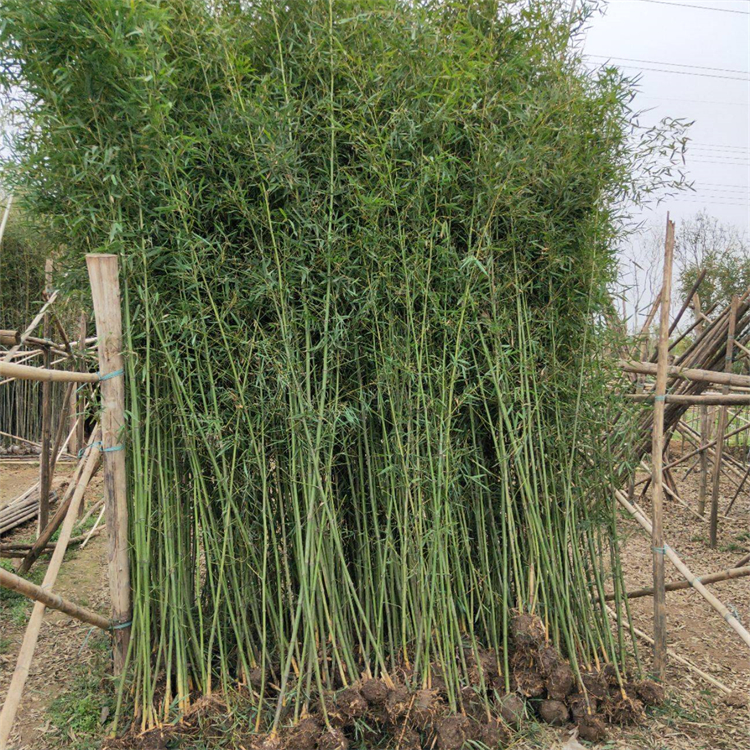 毛竹移植苗批发四季常绿各种规格苗量大 庭院观赏四季青竹 3 毛竹移植苗批发四季常绿各种规格苗量大 庭院观赏四季青竹