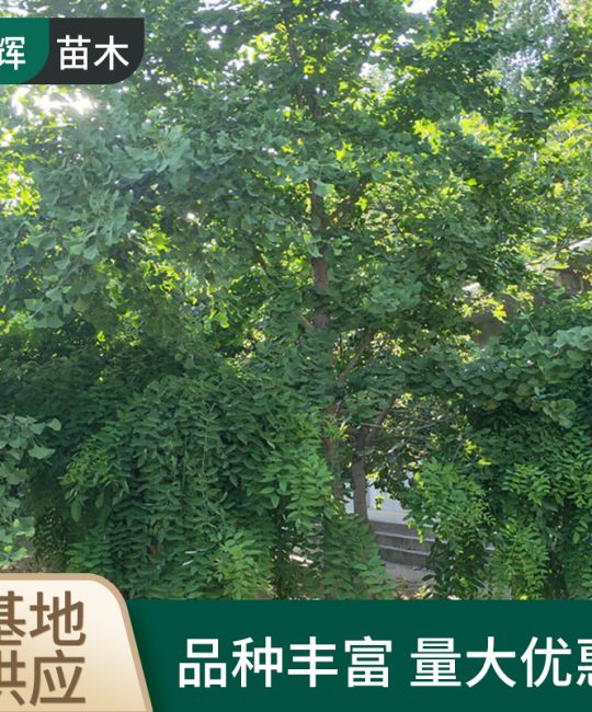 丛生银杏树 诚品苗圃 3米高 观叶园林绿化首选