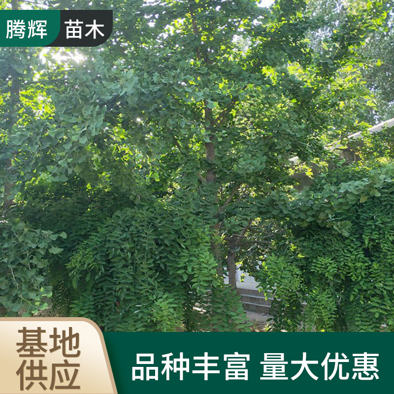 丛生银杏树 诚品苗圃 3米高 观叶园林绿化首选