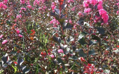 诚品苗圃红叶紫薇：2cm地径2年苗，园林造景与花坛绿篱首选