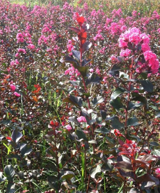 诚品苗圃红叶紫薇：2cm地径2年苗，园林造景与花坛绿篱首选
