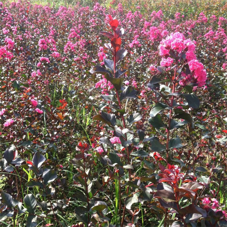 苗圃出售红叶紫薇 园林景区造景树 工矿区绿化树种 苗圃出售红叶紫薇 园林景区造景树 工矿区绿化树种