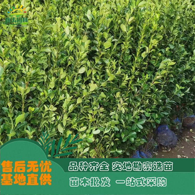 大量供应 桃叶卫矛 生长能力强 带土球发货 康涛园林直供