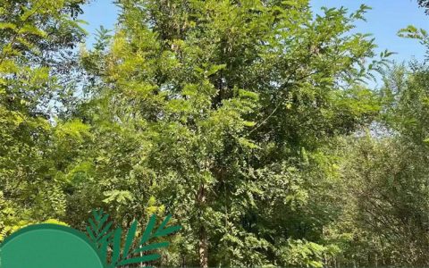 诚品苗圃香花槐 | 10年树龄地径12cm常绿观花灌木，园林绿化首选