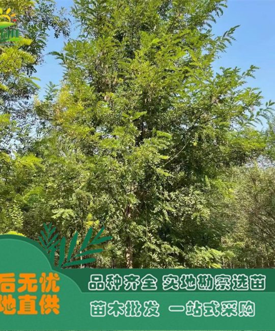 诚品苗圃香花槐 | 10年树龄地径12cm常绿观花灌木，园林绿化首选