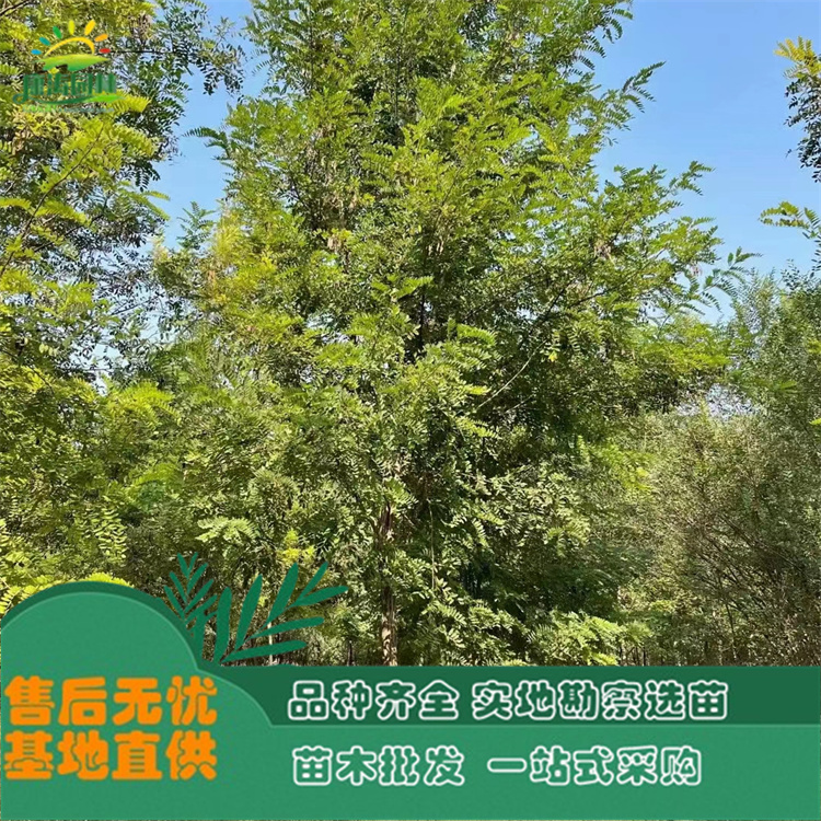 诚品苗圃香花槐 | 10年树龄地径12cm常绿观花灌木，园林绿化首选