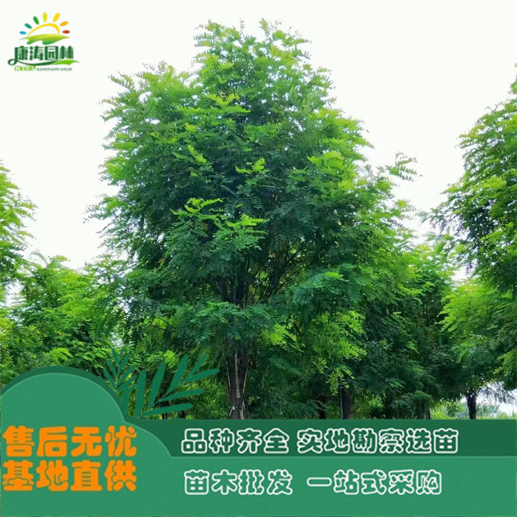 8-15公分刺槐 基地批发造林苗 平头发帽树苗 量大质优