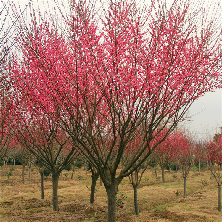 宫粉梅红梅花色鲜艳庭院绿化绿篱公园行道景区造景树种 4 宫粉梅红梅花色鲜艳庭院绿化绿篱公园行道景区造景树种