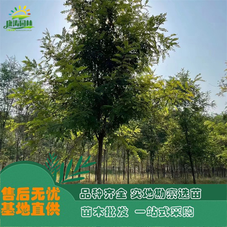 8-15公分刺槐 基地批发造林苗 平头发帽树苗 量大质优