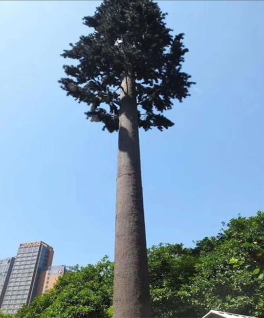 诚品苗圃仿真香樟树 | 高品质商业空间装饰绿植，多场景适用