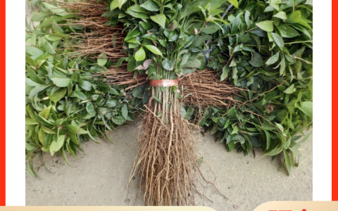 志远桢楠 | 3cm胸径常绿行道树苗，基地直发种植指导