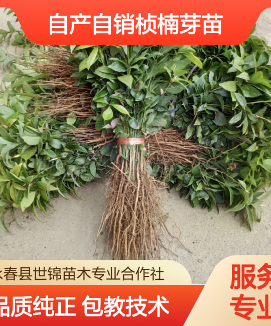 志远桢楠 | 3cm胸径常绿行道树苗，基地直发种植指导