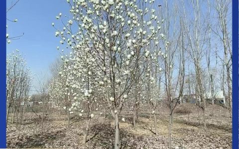 18公分二乔玉兰 宝塔型树形 山东临沂现货直发 诚品苗圃