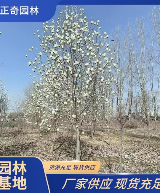 18公分二乔玉兰 宝塔型树形 山东临沂现货直发 诚品苗圃