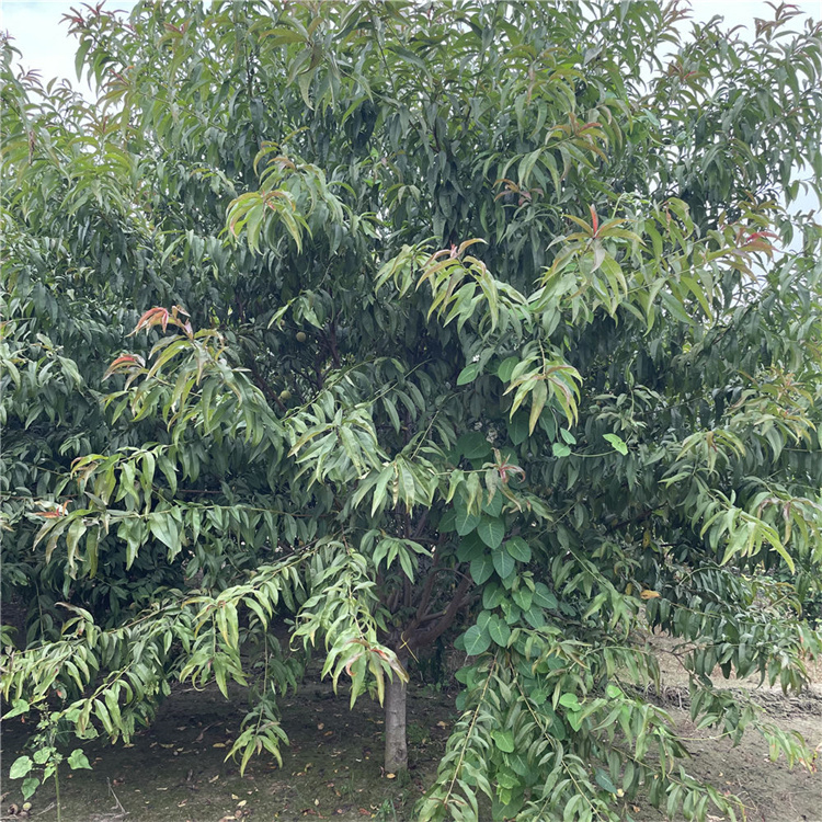 8-9-10-11公分红叶碧桃树苗 绿化工程行道树 性喜温暖 3 8-9-10-11公分红叶碧桃树苗 绿化工程行道树 性喜温暖