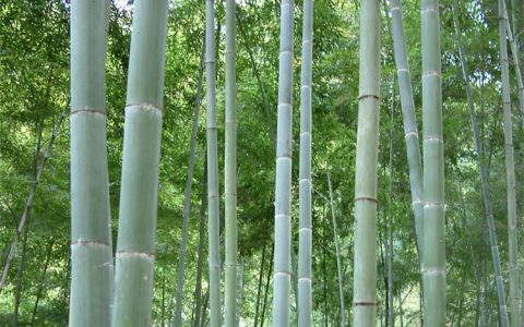 诚品苗圃毛竹移植苗地径7cm四季常绿庭院观赏竹