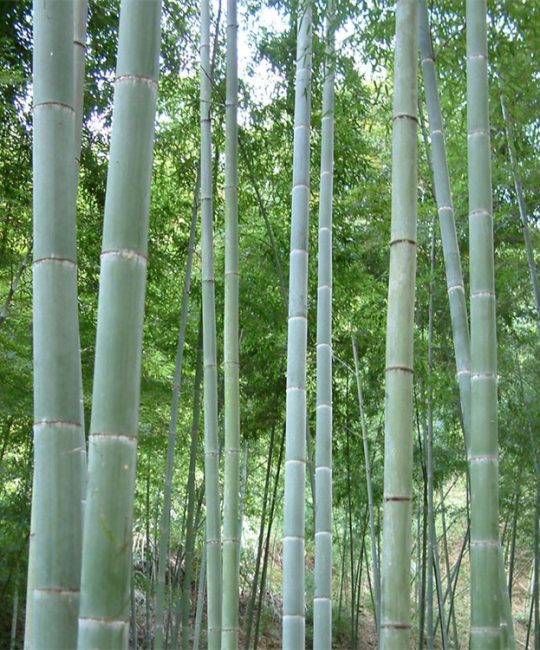 诚品苗圃毛竹移植苗地径7cm四季常绿庭院观赏竹