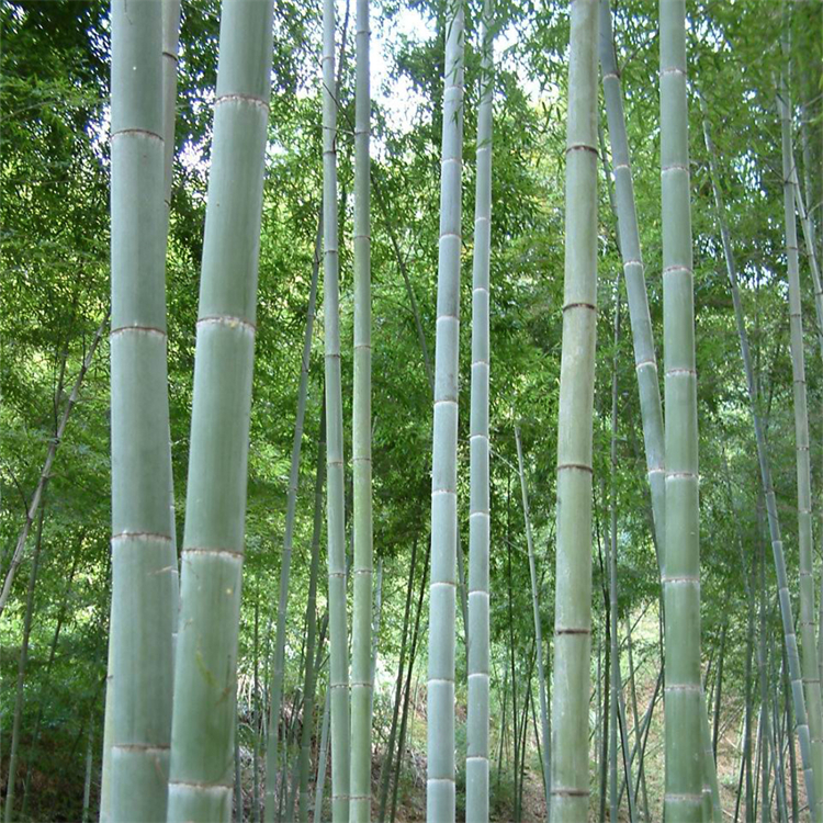 毛竹移植苗批发四季常绿各种规格苗量大 庭院观赏四季青竹 毛竹移植苗批发四季常绿各种规格苗量大 庭院观赏四季青竹