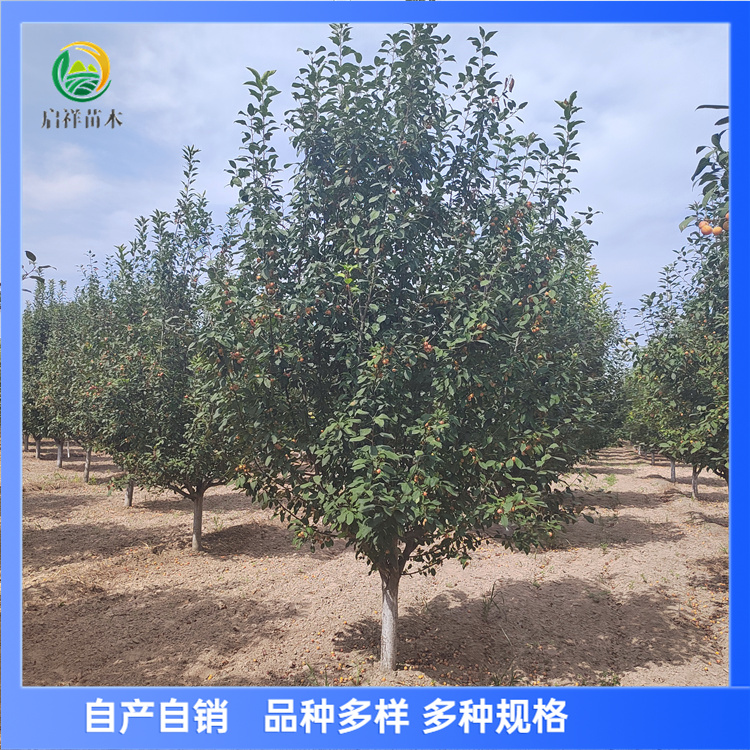 亚当 10-12公分北美海棠 树形美 分支点均匀 花朵鲜艳 4 亚当 10-12公分北美海棠 树形美 分支点均匀 花朵鲜艳