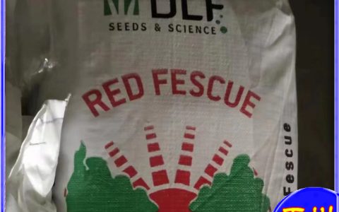 诚品苗圃万寿菊种子，高发芽率适合校园绿化与家庭园艺种植