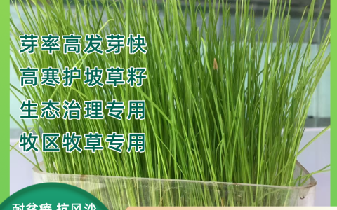 垂穗披碱草种子 高海拔护坡地被草种，诚品苗圃