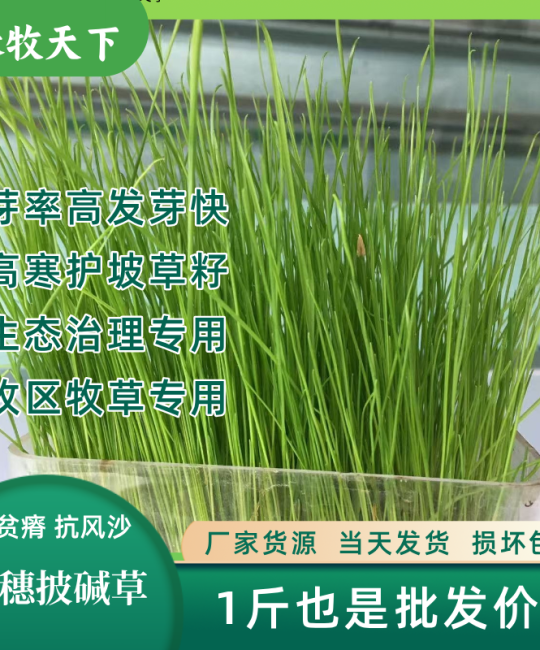 垂穗披碱草种子 高海拔护坡地被草种，诚品苗圃
