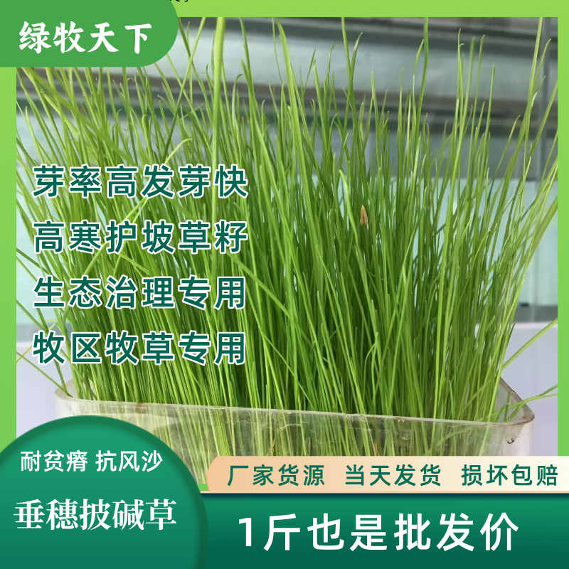 垂穗披碱草种子 高海拔护坡地被草种，诚品苗圃