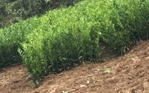 江永香柚三红蜜柚苗 8cm胸径一级苗 诚品苗圃直供