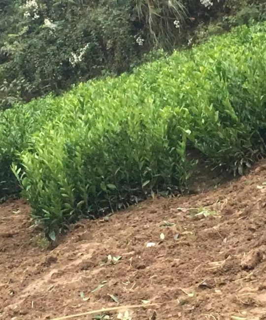 江永香柚三红蜜柚苗 8cm胸径一级苗 诚品苗圃直供