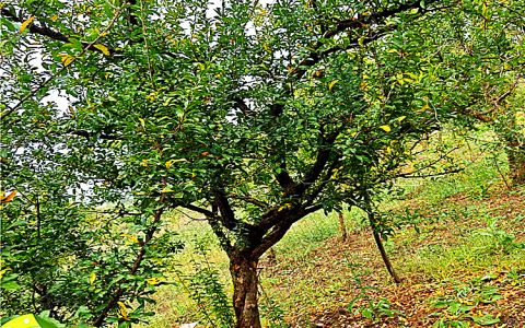 丛生石榴树基地直发 园林街道8 10 12 15cm石榴 树观花观果植物
