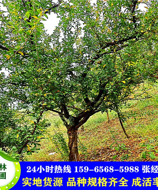 丛生石榴树基地直发 园林街道8 10 12 15cm石榴 树观花观果植物