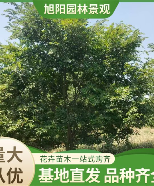 丛生朴树多杆造型树 湿地绿化与小区景观首选