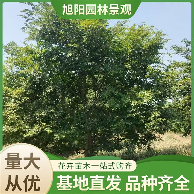 丛生朴树多杆造型树 湿地绿化与小区景观首选