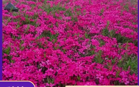 丛生福禄考 芝樱 耐寒地被花卉 园林花坛种植